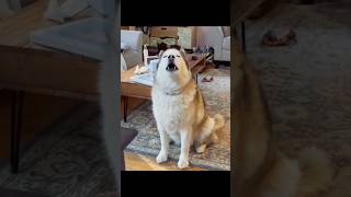 No🤣Huskies are pro at saying NO  The Most Dramatic Huskies  Normal dogs vs Huskies 🤣 husky [upl. by Weirick]