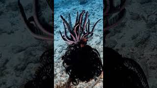 Crinoid scubadiving gopro scuba travel underwater ocean diving nature bali indonesia [upl. by Nospmoht166]