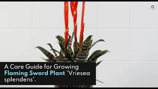 An Amazing World of the Flaming Sword Plant Vriesea Splendens – A Care Guide for Growing [upl. by Rorke227]