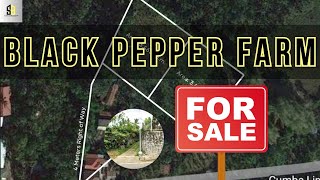 Lets go for a Black Pepper Farm in Lipa Batangas [upl. by Edrei877]