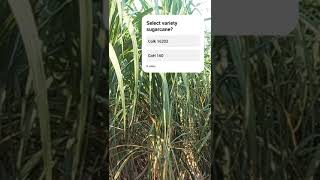 New sugarcane variety sugarcanevariety shorts viralvideo farming [upl. by Eusoj]