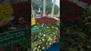 Flower Power 🌺 🌸🪷🪻🪴🌼🌷🌹🌺🌻gardening landscape nature mysoretourism fyp ytshortsindia [upl. by Yslek]