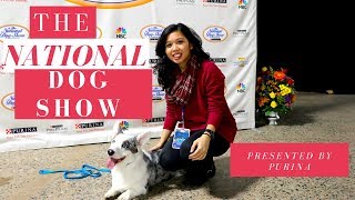 2018 NATIONAL DOG SHOW Presented by Purina [upl. by Oralie]