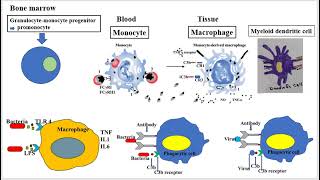 Monocytes and Macrophages [upl. by Ava399]