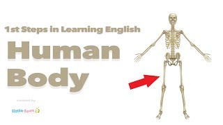 English Vocabulary  HUMAN BODY [upl. by Ahsikym]