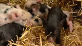 Adorable miniature pigs start new pet craze [upl. by Knepper]