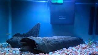 wild caught gambusia Holbrooki Eastern mosquitofish fish tank setup [upl. by Edson533]