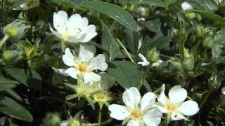 Potentilla tridentata Nuuk [upl. by Litha]