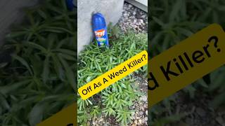 OFF As A Weed Killer Nooo Waaay Pt 1 lifehacks [upl. by Enyamrahc712]