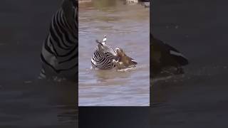 Zebra Escape From Crocodile Mouth zebra shorts crocodile animals wildlife trend animalshorts [upl. by Anauqcaj]