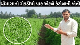 kantola Farming in Gujarat  કંટોલા ની ખેતી  spiny gourd farming  ककोड़ाफार्मिंग  vegetable [upl. by Hudson]