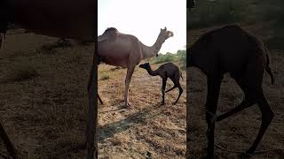 A little camel baby is sitting down shortsvideo thar sindh ❤️ [upl. by Tay]