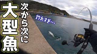 【異常発生】あんなに釣るのが難しかったはずの大人気魚が次から次に釣れまくる！！ [upl. by Gualtiero]