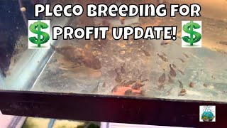 MASSIVE Breeding for Profit Plecos UPDATE [upl. by Barbarese]