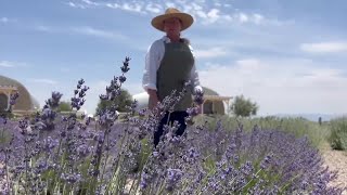 A fresh event 3rd Annual Lavender Festival set for Saturday outside Willcox [upl. by Mufi46]