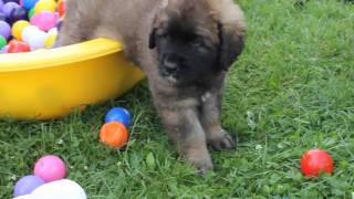 Leonberger Welpen quotvon Schloß Bärenburgquot 7Woche [upl. by Lenahs]