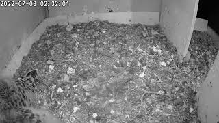 A kestrel nest in the Vosges France  window sill camera [upl. by Eniamrahs]