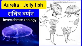 AURELIAJelly Fish  Life cycle of Aurelia  jelly fish in Hindi  Biology [upl. by Helbon740]