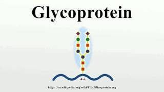 Glycoprotein [upl. by Norre]