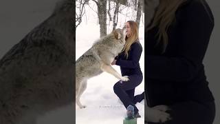 Which animal cannot be tamed 🤔😱 amazingfacts wolf factsinhindi animals knowledge new fact [upl. by Lasyrc]