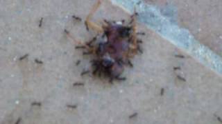 Wild Paratrechina longicornis Ants Eating a Cockroach in Negril Jamaica [upl. by Ahsinahs707]