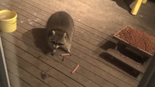 Wednesday night very cold but four raccoons feeding [upl. by Eimilb]