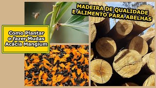 ACACIA MANGIUM  Como Plantar e Fazer Mudas  ALIMENTA ABELHAS e produz MADEIRA DE QUALIDADE [upl. by Gregoor]