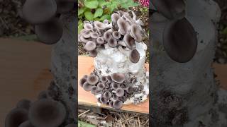 Growing Oyster Mushrooms With Toilet Paper [upl. by Gibby]