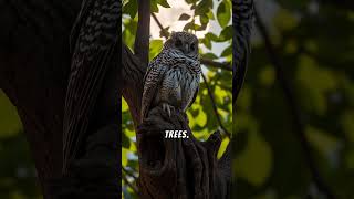 Tawny Frogmouth vs Bush stone curlew australianbirds birdsofaustralia [upl. by Colbye]