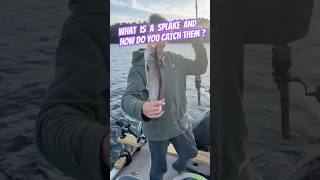 What is a Splake and How do you Catch them  shorts fishing [upl. by Ydnirb]