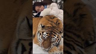 Animal lover ❤ tiger sleeps [upl. by Waverly705]