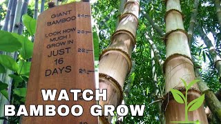 The Amazing Growth of Bamboo How Fast Does Bamboo Grow [upl. by Colp]