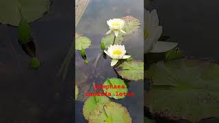 Nymphaea candida lotusWhite water lily [upl. by Ras]