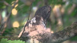 Blyths Frogmouth Batrachostomus affinis [upl. by Ikeda]