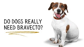 Do dogs really need Bravecto [upl. by Rhiamon]