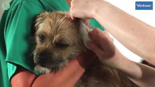 How to Clean Your Dogs Ears with Virbac [upl. by Ahsatam]