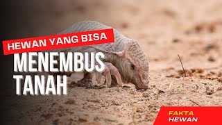 Fakta Unik Armadillo merah muda hewan yang bisa berenang di bawah tanah [upl. by Ennayhs]