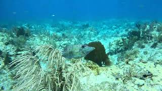 Scrawled Filefish [upl. by Ver]