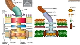 Bacterial flagellum structure [upl. by Sylvie]