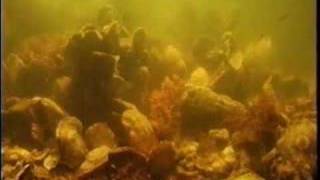 Timelapse Oysters Filtering Water [upl. by Schnabel]