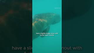 What Dont You Know About Dugongs and Manatees [upl. by Hiroshi]