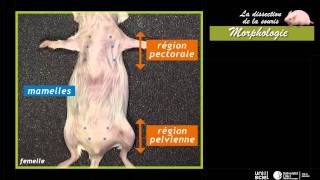 La dissection de la sourismorphologie 1 sur 7 [upl. by Pelage]