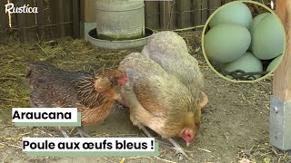 Poule araucana  des oeufs bleus [upl. by Izzy]