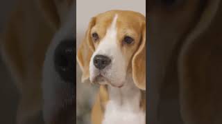 Beagle Facts That Will Blow Your Mind [upl. by Arba]