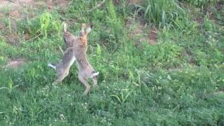 Brown hare fight [upl. by Asenad]