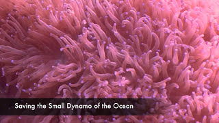 Coral Conservator Smithsonian Scientist Mary Hagedorn [upl. by Elleb]