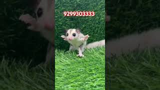 sugar gliders [upl. by Onyx]