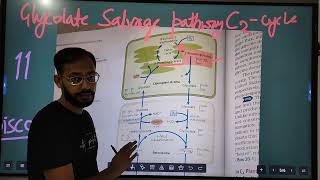 Photorespiration  C2 Cycle  Glycolate salvage pathway [upl. by Cassandra]