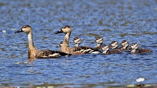 Wandering Whistlingduck a documentary [upl. by Enirol]