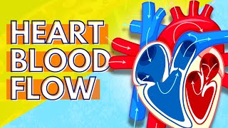 How Blood Flows Through the Heart [upl. by Erleena]